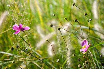 Small pink lily flowers background
