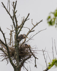 Great Blue Heron Male and Female Protect Their Nest Before Mating During the Summer Months