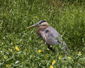 Great Blue Heron Rests in the Grassland Marsh and Looks for Food in the Shallow Wetlands