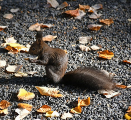Squirrel eats mushroom at the path in the woods