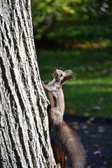 Cute young squirrel on the tree in autumn time