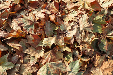 Fallen leaves of the tree in autumn time