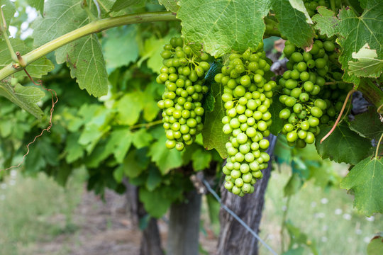  Wine Grapes growing, still green hanging in large bunches, Southern Vales, South Australia.