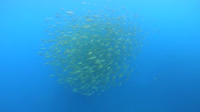 A school of fish (Sarpa salpa) underwater in the Mediterranean sea, Occitanie, France 59.94fps