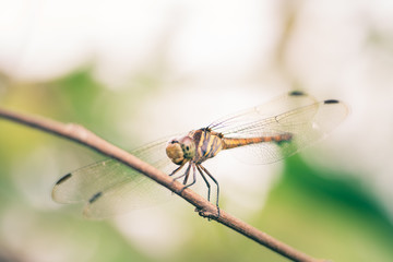 Dragonfly hold on dry branchesand copy space