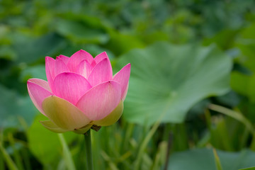Obraz premium Sacred Lotus, isolated by shallow depth of field against lily pads