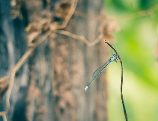 Dragonfly hold on dry branchesand copy space