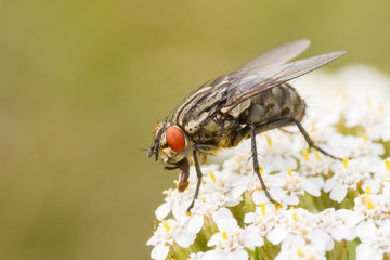 Mucha (Musca)