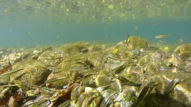 School of minnow fish underwater in a river, France, Le Tech, Pyrenees-Orientales, Occitanie, 59.94fps