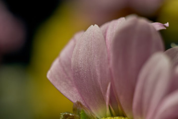 Macro shot of fresh and dry flowers 