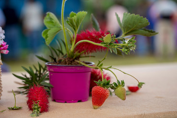 Close up of strawberries in a competition