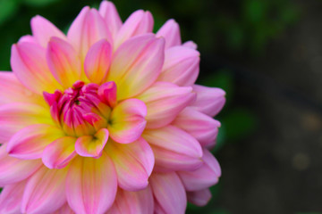 Obraz premium Dahlie in Garten