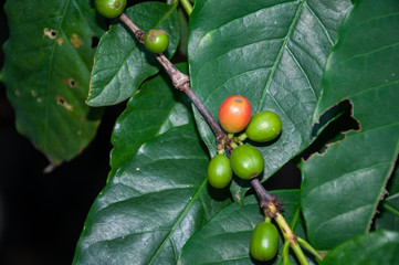 Red coffee plant on the tree 