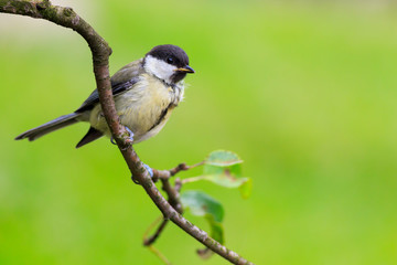 Sikora bogatka (Parus major)