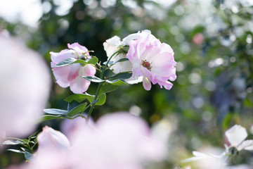 バラ園に咲くバラのクローズアップ