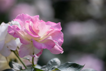 バラ園に咲くバラのクローズアップ