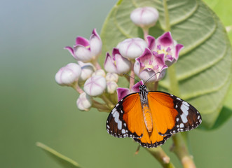 Butterfly on flower