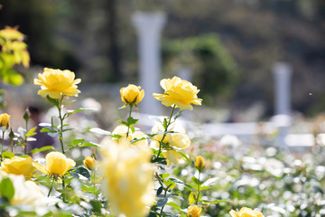 バラ園のきれいなバラの花