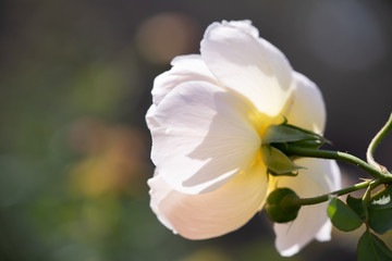 バラ園に咲くバラのクローズアップ