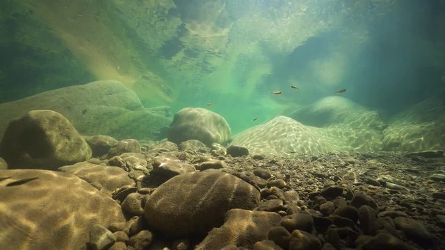 Underwater landscape, rocky riverbed below water surface with some minnow fish, Spain, La Muga river, Catalonia