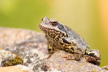 Żaba trawna (Rana temporaria)