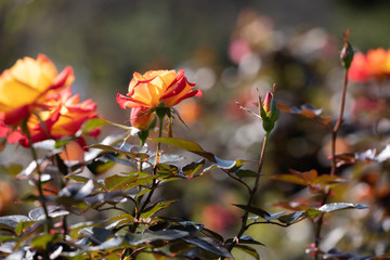 バラ園のきれいなバラの花