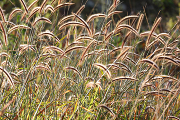 Ornamental grass in morning sunlight