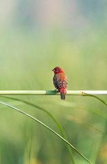 Red avadavat