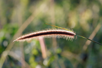 Ornamental grass in morning sunlight