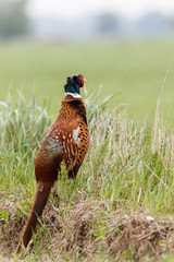 Bażant (Phasianus colchicus) © R.Jaszczynski