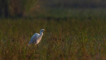 Obraz na płótnie Canvas Cattle egret