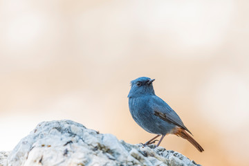 Plumbeous water redstart