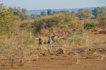 Fototapeta na wymiar Eland isolated in its natural habitat in the Kruger National Park in South Africa image with copy space in horizontal format