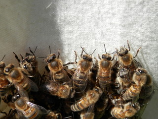 bees on a white cloth