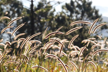Ornamental grass in morning sunlight
