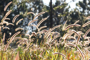 Ornamental grass in morning sunlight
