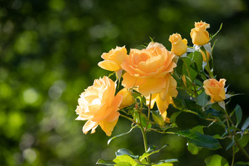 バラ園に咲くバラのクローズアップ