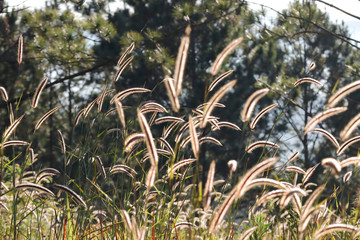 Ornamental grass in morning sunlight