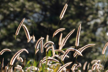Ornamental grass in morning sunlight