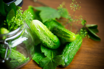 cucumbers and spices with herbs for canning in a jar