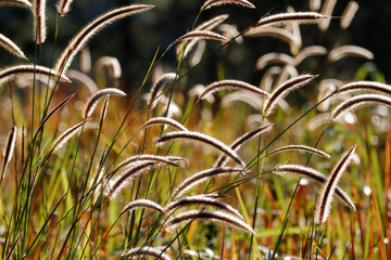 Ornamental grass in morning sunlight