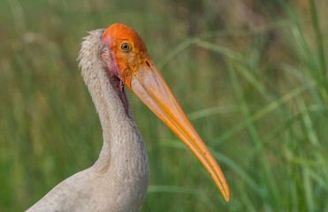 Painted Stork
