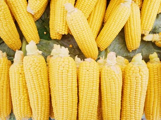 Bright yellow corn cobs close-up. Juicy corn on the counter of a bazaar or greengrocery.