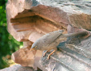 Jungle Babbler (Turdoides striata)