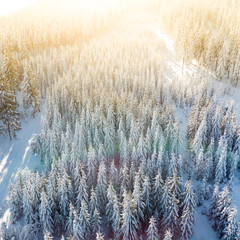 Drone shot of pine trees covered with snow