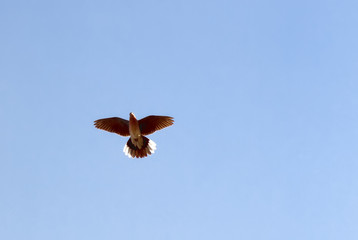 flying Senegal turtle dove (Streptopelia senegalensis)
