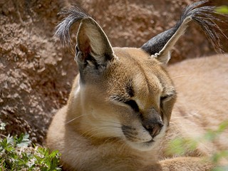 Close up of a sleepy wildcat's head