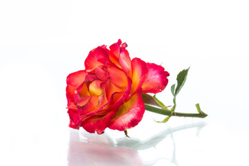 Obraz premium two-tone red-yellow rose close-up isolated on a white