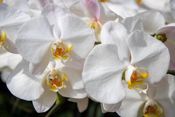 Blooming white orchid flower photo. White orchid Phalaenopsis closeup. Wedding floral decor. Orchid plant blossom