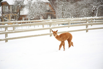 Alpacas in a farm of Europe